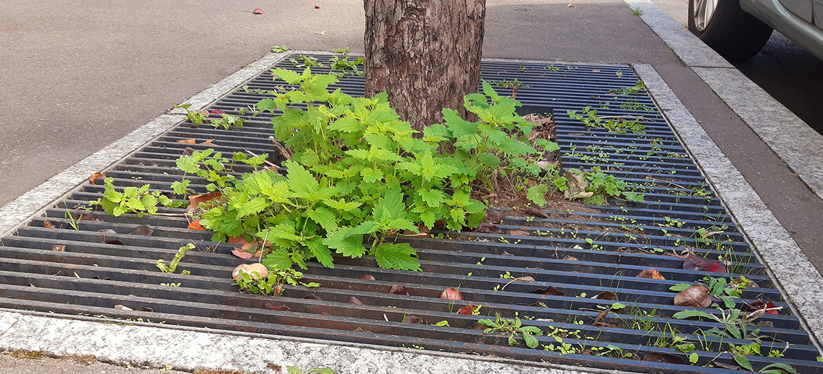 Ortie proche d'un arbre