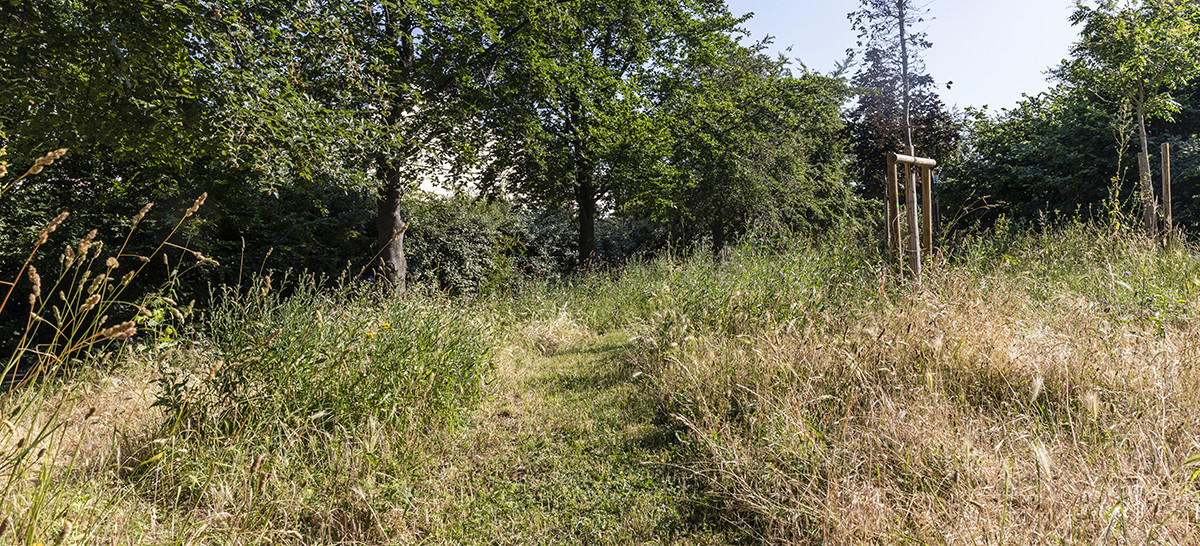 Espace vert avec des arbres et des herbes folles