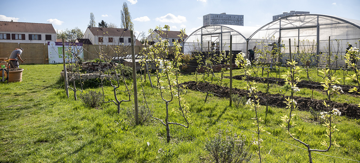 Visuel montrant une parcelle de la Ferme des Possibles avec plusieurs rangées de jeunes arbres, un travailleur et en fond une serre de culture. 